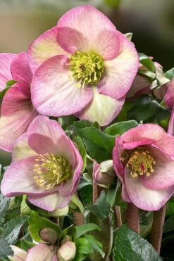 Ice & Roses 'Rosetta' Helleborus (Lenten Rose) - 1 Gallon Pot 11 Ice & Roses 'Rosetta' Helleborus (Lenten Rose) - 1 Gallon Pot -Wilson Bros Garden helleborus rosetta lenten rose 3