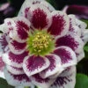 Shotgun Wedding Helleborus (Lenten Rose) - 1 Gallon Pot -Wilson Bros Garden helleborus shotgun wedding lenten rose 1