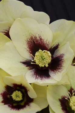 Spanish Flare Helleborus (Lenten Rose) - 1 Gallon Pot -Wilson Bros Garden helleborus spanish flare 750x500 1
