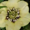 Spanish Flare Helleborus (Lenten Rose) - 1 Gallon Pot 1 Spanish Flare Helleborus (Lenten Rose) - 1 Gallon Pot -Wilson Bros Garden helleborus spanish flare lenten rose 10