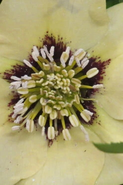 Spanish Flare Helleborus (Lenten Rose) - 1 Gallon Pot -Wilson Bros Garden helleborus spanish flare lenten rose 11