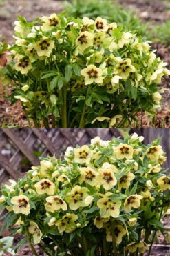Spanish Flare Helleborus (Lenten Rose) - 1 Gallon Pot -Wilson Bros Garden helleborus spanish flare lenten rose 12