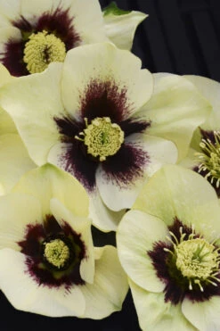 Spanish Flare Helleborus (Lenten Rose) - 1 Gallon Pot -Wilson Bros Garden helleborus spanish flare lenten rose 3