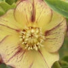 Tropical Sunset Helleborus (Lenten Rose) - 1 Gallon Pot -Wilson Bros Garden helleborus tropical sunset lenten rose 2