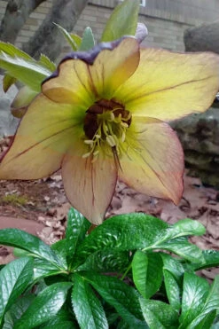 Tropical Sunset Helleborus (Lenten Rose) - 1 Gallon Pot -Wilson Bros Garden helleborus tropical sunset lenten rose 4