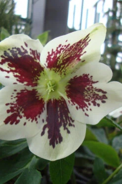 Painted Helleborus (Lenten Rose) - 1 Gallon Pot -Wilson Bros Garden helleborus winter jewels painted lenten rose 6