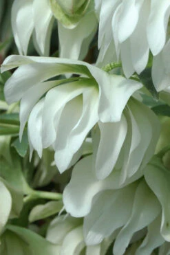 Sparkling Diamond Helleborus (Lenten Rose) - 1 Gallon Pot -Wilson Bros Garden helleborus winter jewels sparkling diamond lenten rose 11