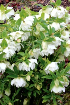 Sparkling Diamond Helleborus (Lenten Rose) - 1 Gallon Pot -Wilson Bros Garden helleborus winter jewels sparkling diamond lenten rose 12