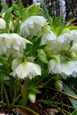 Sparkling Diamond Helleborus (Lenten Rose) - 1 Gallon Pot -Wilson Bros Garden helleborus winter jewels sparkling diamond lenten rose 3