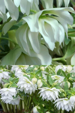 Sparkling Diamond Helleborus (Lenten Rose) - 1 Gallon Pot -Wilson Bros Garden helleborus winter jewels sparkling diamond lenten rose 6