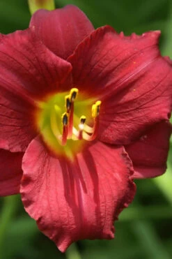 Ruby Stella Daylily - 1 Gallon Pot -Wilson Bros Garden hemerocallis ruby stella daylily 1