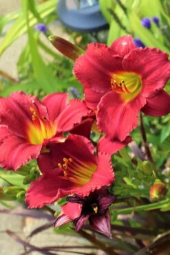 Ruby Stella Daylily - 1 Gallon Pot -Wilson Bros Garden hemerocallis ruby stella daylily 3