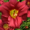 Ruby Stella Daylily - 1 Gallon Pot -Wilson Bros Garden hemerocallis ruby stella daylily 4