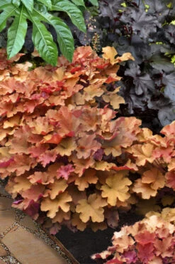 Caramel Heuchera (Villosa Hybrid) - 10 Count Flat Of Quart Pots -Wilson Bros Garden heuchera caramel 20