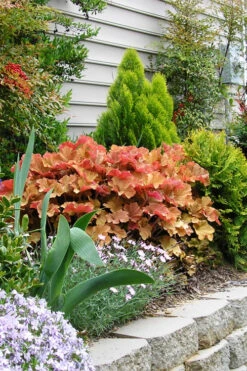 Caramel Heuchera (Villosa Hybrid) - 10 Count Flat Of Quart Pots -Wilson Bros Garden heuchera caramel 21