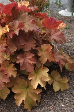 Caramel Heuchera (Villosa Hybrid) - 10 Count Flat Of Quart Pots -Wilson Bros Garden heuchera caramel 23