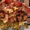 Caramel Heuchera (Villosa Hybrid) - 10 Count Flat Of Quart Pots -Wilson Bros Garden heuchera caramel coral bells 31