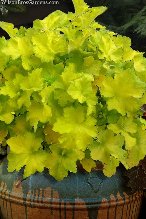 Citronelle Heuchera (Coral Bells) - 6 Pack Of 1 Gallon Pots 6 Citronelle Heuchera (Coral Bells) - 6 Pack Of 1 Gallon Pots - Image 4