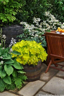 Citronelle Heuchera (Coral Bells) - 6 Pack Of 1 Gallon Pots 11 Citronelle Heuchera (Coral Bells) - 6 Pack Of 1 Gallon Pots -Wilson Bros Garden heuchera citronelle coral bells 12