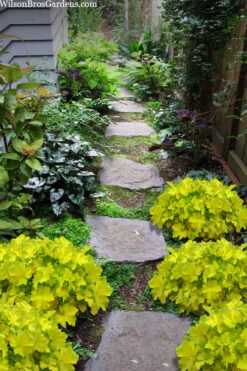 Citronelle Heuchera (Coral Bells) - 6 Pack Of 1 Gallon Pots