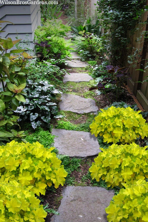 Citronelle Heuchera (Coral Bells) - 6 Pack Of 1 Gallon Pots 3 Citronelle Heuchera (Coral Bells) - 6 Pack Of 1 Gallon Pots