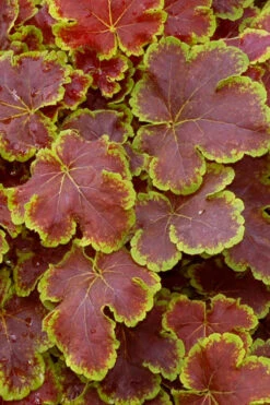Solar Eclipse Heucherella (Foamy Bells) - 1 Gallon Pot -Wilson Bros Garden heucherella solar eclipse 1