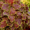 Solar Eclipse Heucherella (Foamy Bells) - 1 Gallon Pot -Wilson Bros Garden heucherella solar eclipse 2