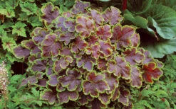 Solar Eclipse Heucherella (Foamy Bells) - 1 Gallon Pot -Wilson Bros Garden heucherella solar eclipse 3