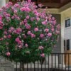 Lucy Rose Of Sharon (Single Trunk Tree) - 7 Gallon Pot (3-4') -Wilson Bros Garden hibiscus syriacus lucy rose of sharon tree 2 1