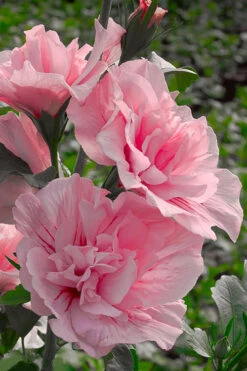 Pink Chiffon Rose Of Sharon - Hibiscus Syriacus - 3 Gallon Pot