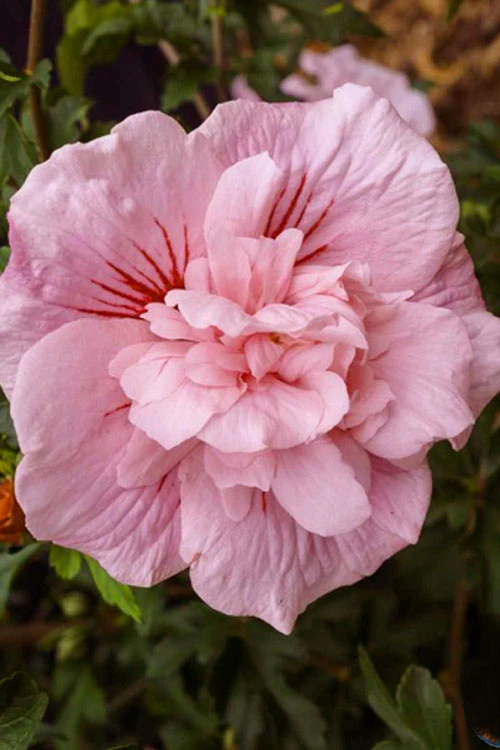 Pink Chiffon Rose Of Sharon - Hibiscus Syriacus - 3 Gallon Pot 6 Pink Chiffon Rose Of Sharon - Hibiscus Syriacus - 3 Gallon Pot - Image 4