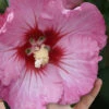 Ruffled Satin Rose Of Sharon (Hibsicus Syriacus) - 2 Gallon Pot -Wilson Bros Garden hibiscus syriacus ruffled satin rose of sharon 204
