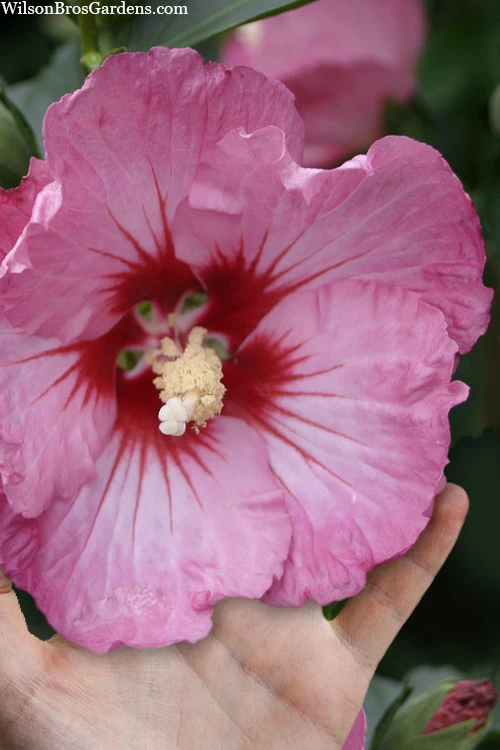 Ruffled Satin Rose Of Sharon (Hibsicus Syriacus) - 2 Gallon Pot 3 Ruffled Satin Rose Of Sharon (Hibsicus Syriacus) - 2 Gallon Pot