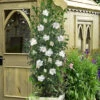White Pillar Rose Of Sharon - 5 Gallon Pot -Wilson Bros Garden hibiscus syriacus white pillar rose of sharon 21