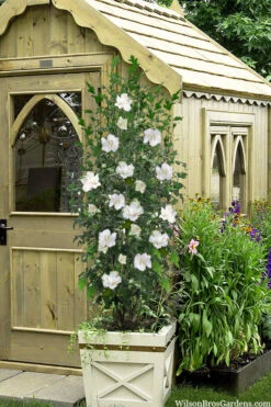 White Pillar Rose Of Sharon - 5 Gallon Pot