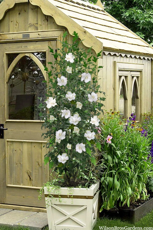 White Pillar Rose Of Sharon - 5 Gallon Pot 3 White Pillar Rose Of Sharon - 5 Gallon Pot