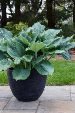 Diamond Lake Hosta Lily - 1 Gallon Pot -Wilson Bros Garden hosta lily diamond lake 4