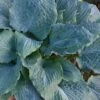 Diamond Lake Hosta Lily - 1 Gallon Pot -Wilson Bros Garden hosta lily diamond lake 7