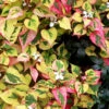 Chameleon Plant (Houttuynia Cordata)- 1 Gallon Pot -Wilson Bros Garden houttuynia cordata chameleon plant 2