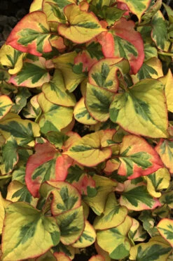 Chameleon Plant (Houttuynia Cordata)- 1 Gallon Pot -Wilson Bros Garden houttuynia cordata chameleon plant 4