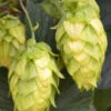 Cascade Hops Vine- 1 Gallon Pot -Wilson Bros Garden humulus lupulus cascade hops vine 4 1