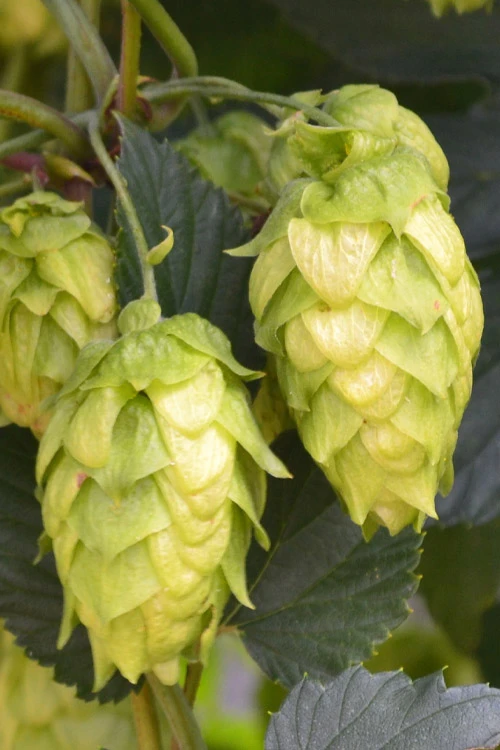 Cascade Hops Vine - 3 Gallon Pot 3 Cascade Hops Vine - 3 Gallon Pot