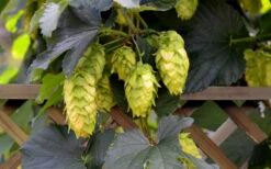 Cascade Hops Vine- 1 Gallon Pot -Wilson Bros Garden humulus lupulus cascade hops vine 6 1