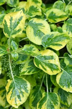 Miranda Climbing Hydrangea - 12" Pot -Wilson Bros Garden hydrangea anomala petiolaris miranda climbing hydrangea 11