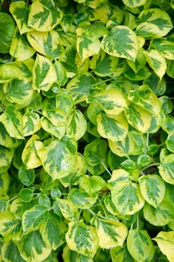 Miranda Climbing Hydrangea - 12" Pot