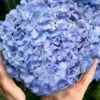Big Daddy Hydrangea - 2 Gallon Pot -Wilson Bros Garden hydrangea macrophylla big daddy 101 1
