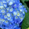 Nantucket Blue Hydrangea - 3 Gallon Pot -Wilson Bros Garden hydrangea macrophylla nantucket 1
