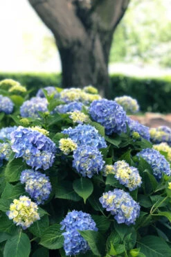 Nantucket Blue Hydrangea - 3 Gallon Pot -Wilson Bros Garden hydrangea macrophylla nantucket 3