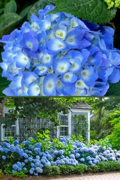Nantucket Blue Hydrangea - 3 Gallon Pot -Wilson Bros Garden hydrangea macrophylla nantucket 4