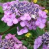 Twist-N-Shout Endless Summer Hydrangea - 1 Gallon Pot -Wilson Bros Garden hydrangea twist n shout 12